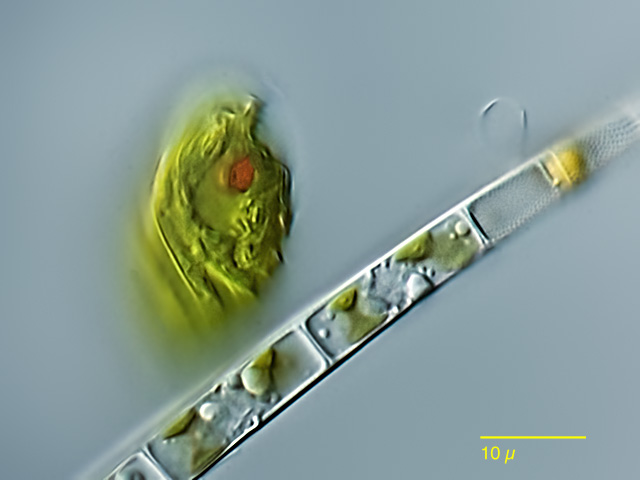 Freshwater and other from Germany Euglenoida